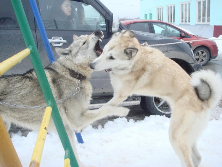 Дог эксперт ру лайки