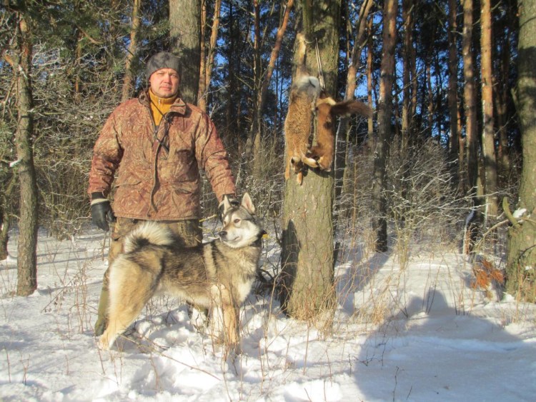 Лайки охотничьи по пушнине