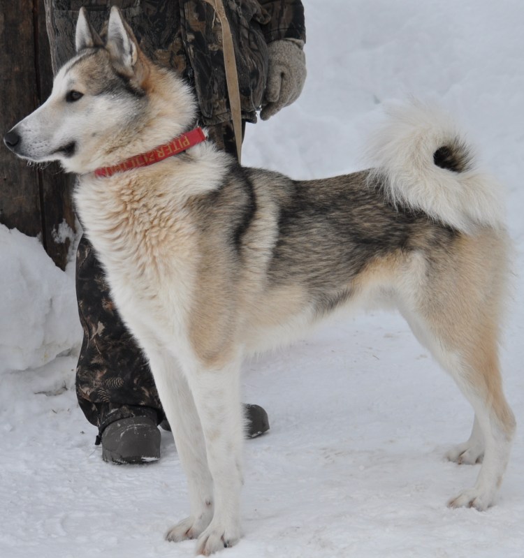 Западно Сибирская лайка хантийская