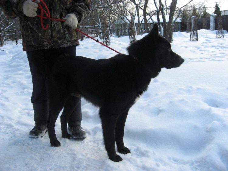 Лучшие заводчики ВСЛ В Сибири