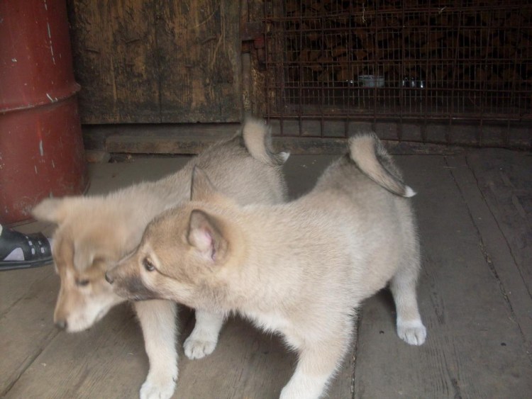 Догэксперт продажа рабочих зверовых лаек