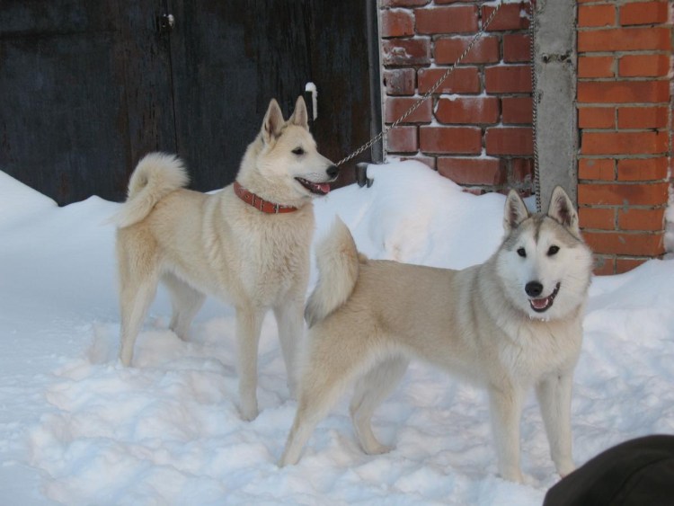 Эксперт ру Западносибирская лайка