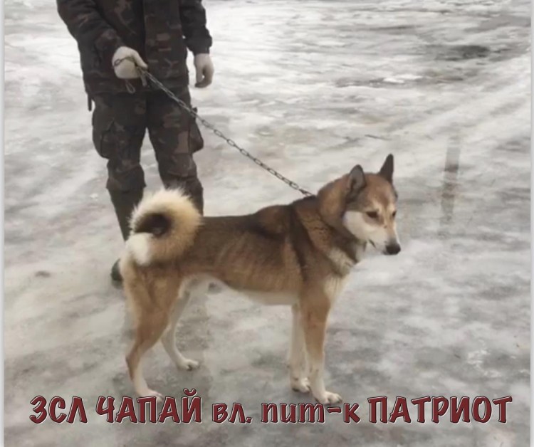 ЗСЛ Чапай Патриот