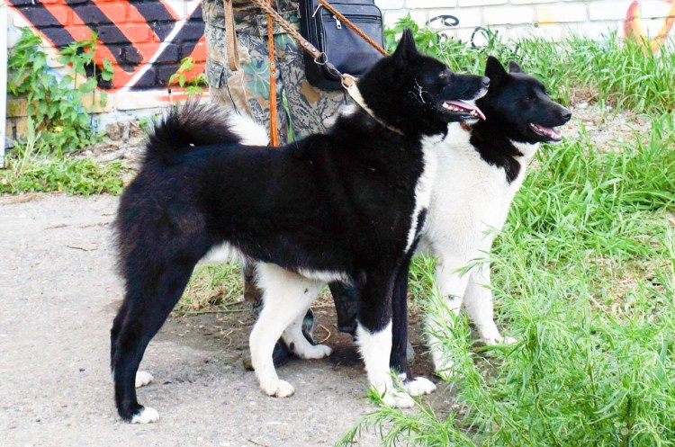 Восточно - европейские лайки в Усть - Кане.