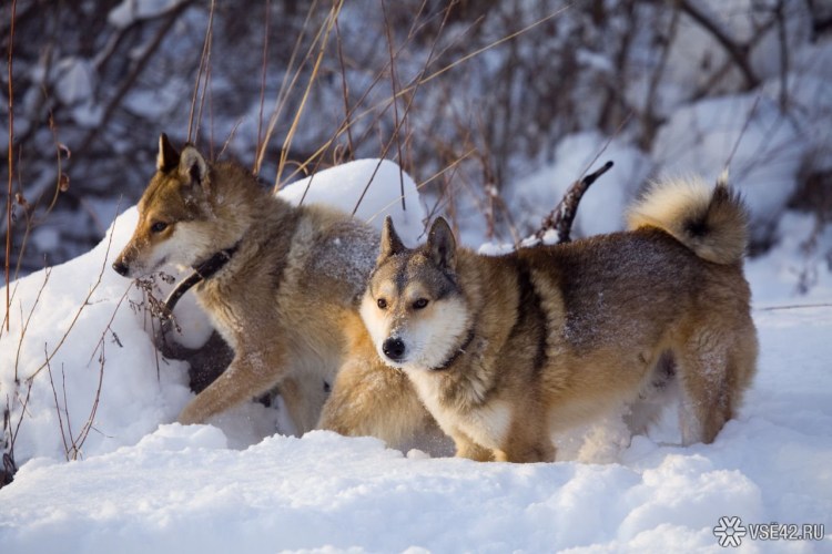 Сибирская охотничья лайка