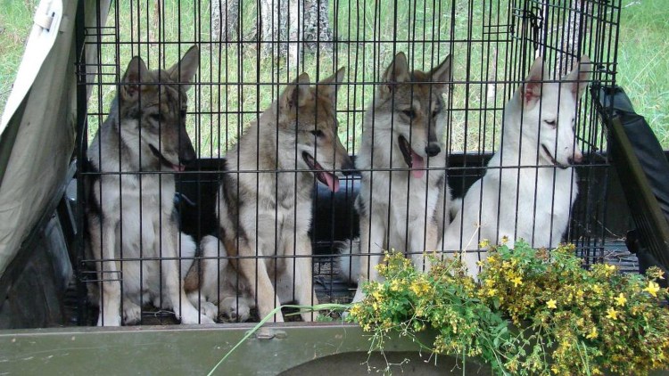 Волэнд второе поколение