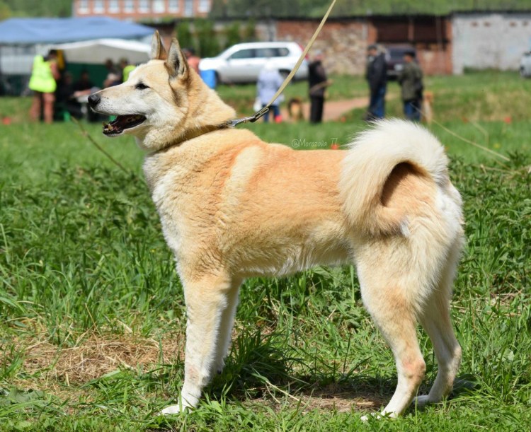 ЗСЛ заводчик Федоров