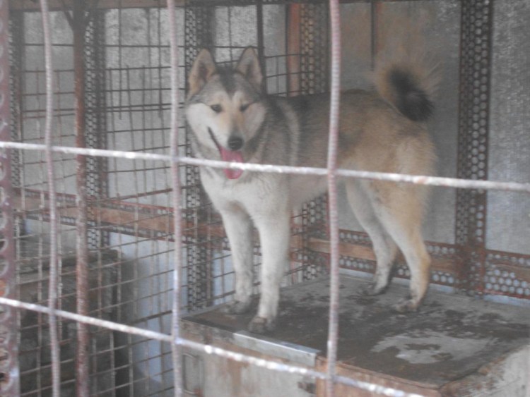 Догэксперт Томск