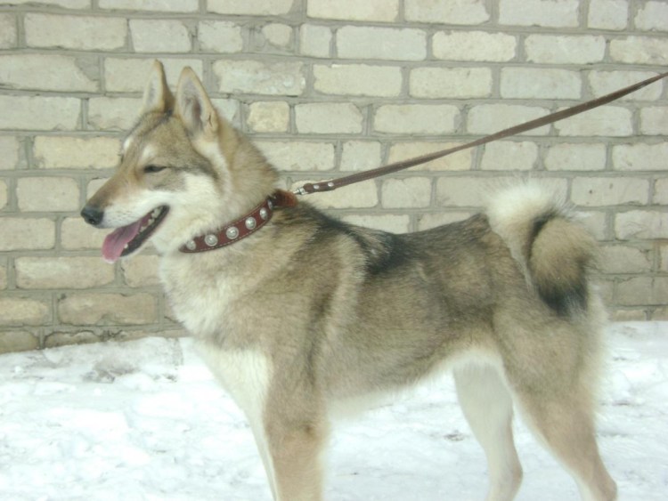 ЗСЛ лайка Борисенко