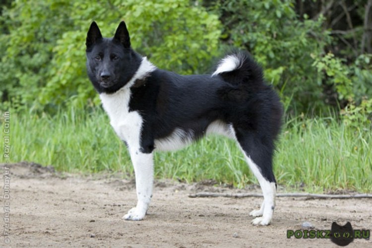 Лайка Сибирская европейская