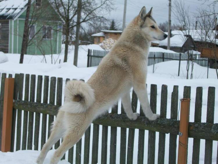 Лайка волкодав Сибирская