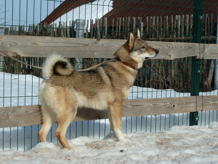 Западно Сибирская лайка длинношерстная