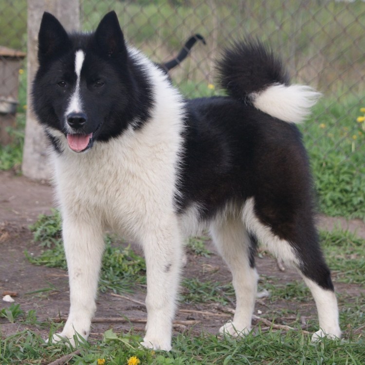 Восточносибирская Чайка