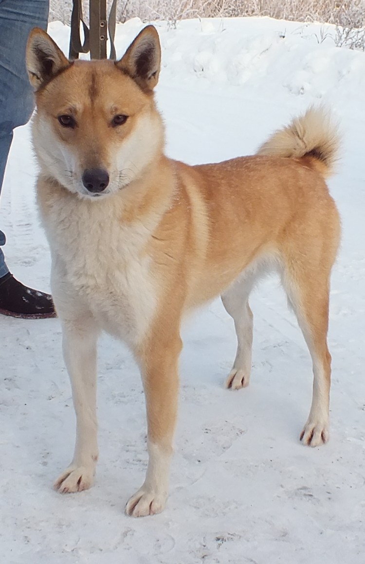 Лзс порода собак