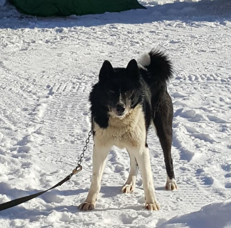 Догэксперт продажа рел