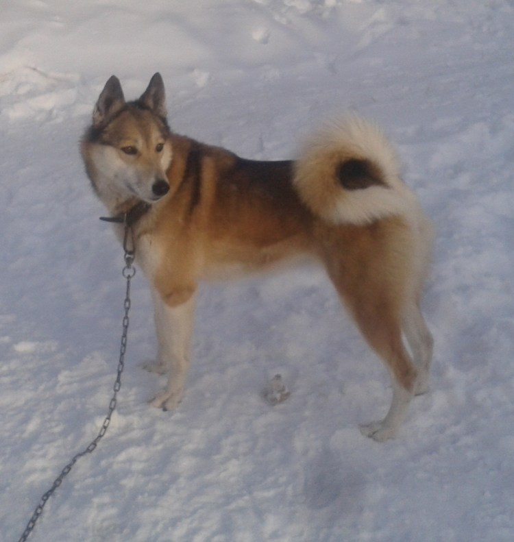 Западно Сибирские лайки Шуркова