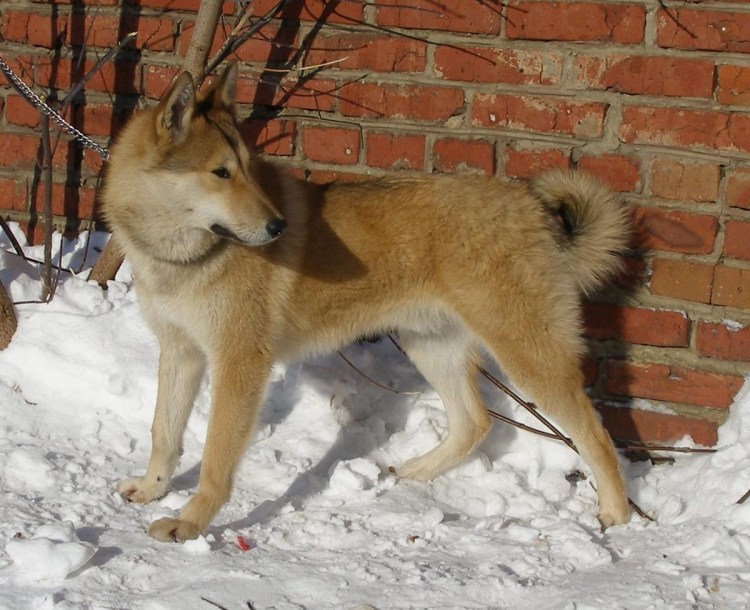 Лайки ЗСЛ рыжие