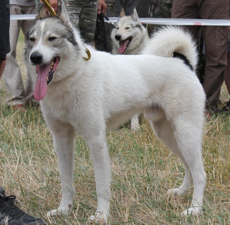 ЗСЛ Насырова