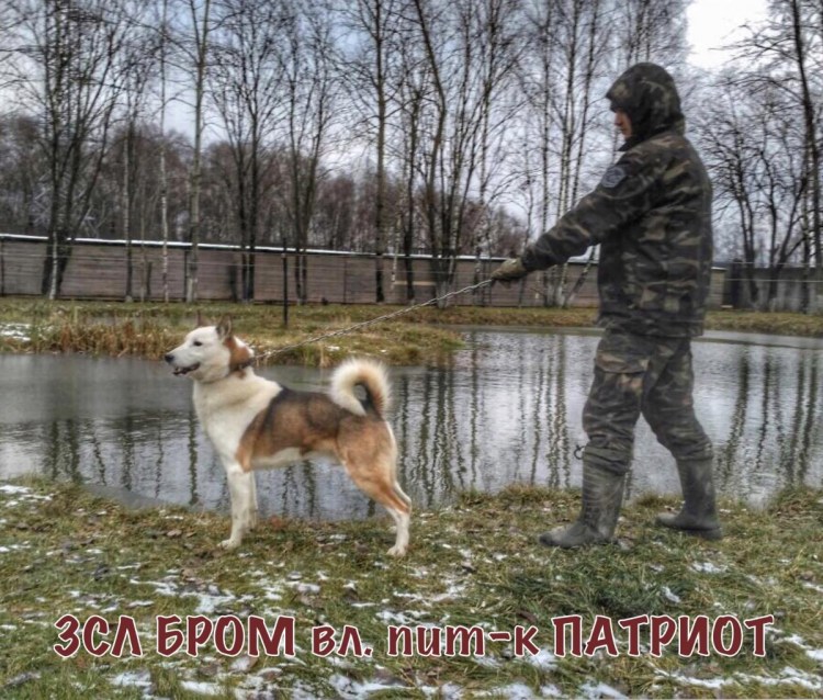 Питомник ЗСЛ Патриот