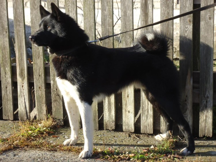 Русско-европейская лайка