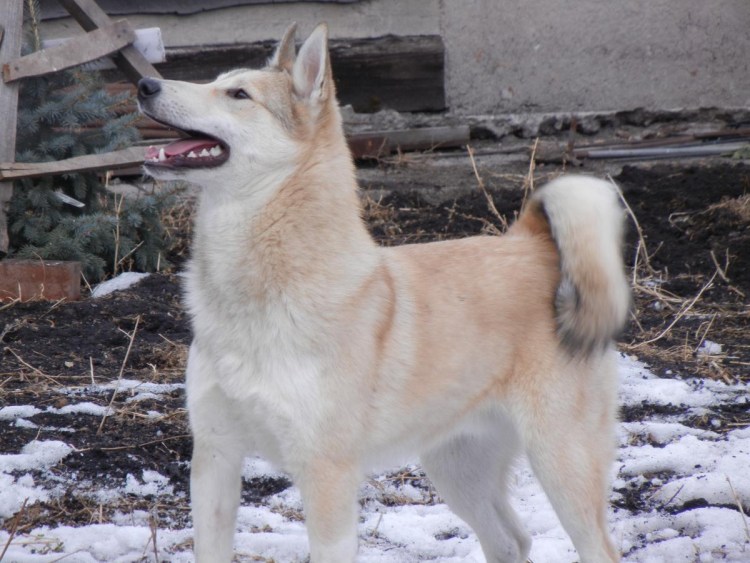 Западно-Сибирская лайка палевый окрас