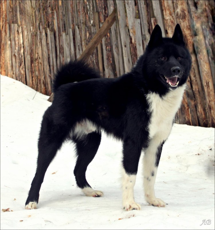 Рел русско-европейская лайка