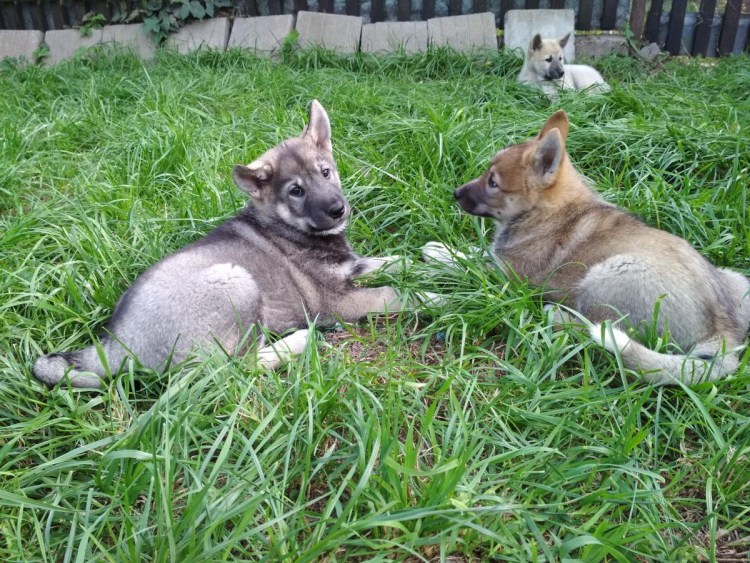 Западносибирская лайка и хорёк
