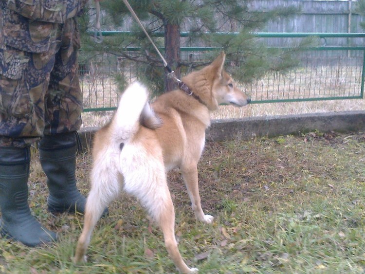 ЗСЛ Гюрза Фалеев