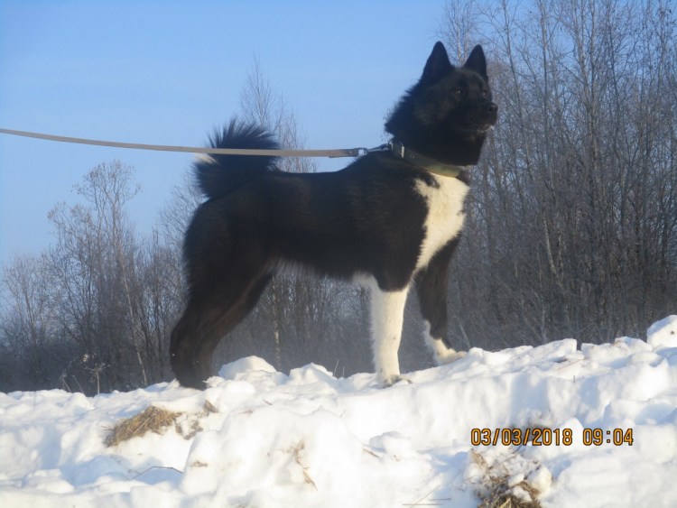 Док.эксперт.охота с лайкой