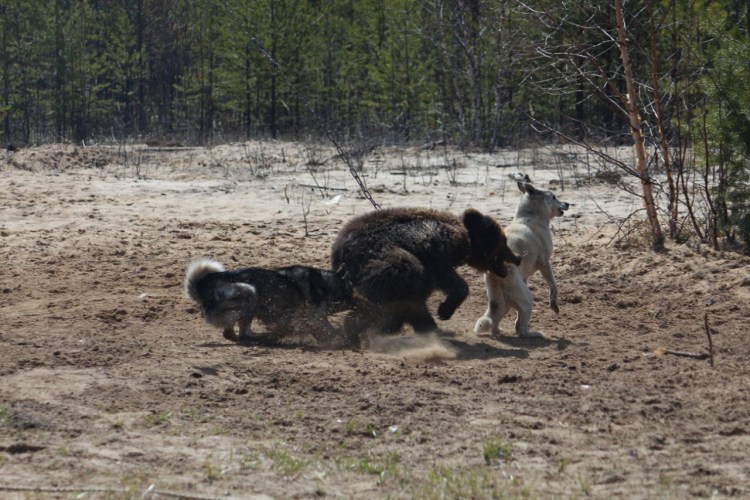 Испытания лаек по лосю 2021