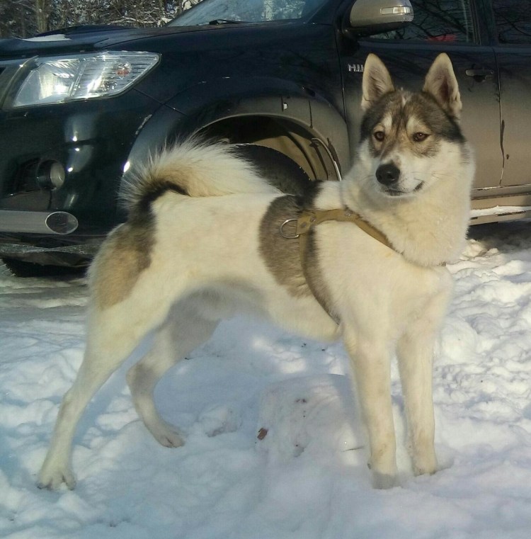 Западно Алтайская лайка