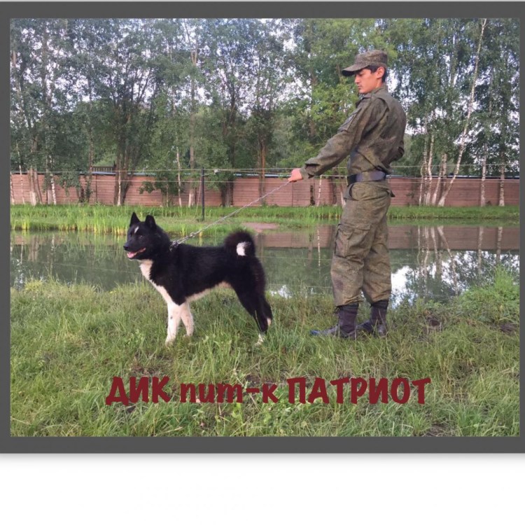 Питомник лаек Патриот