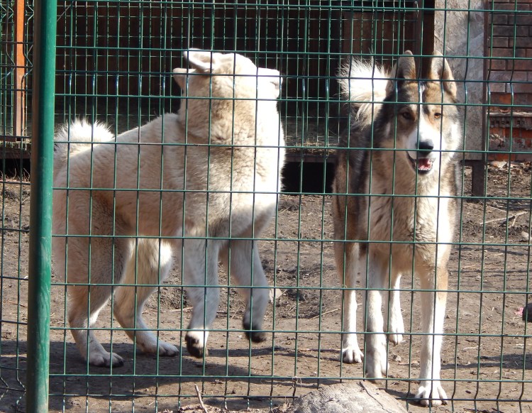 Вальер для Западно-сибирской лайки