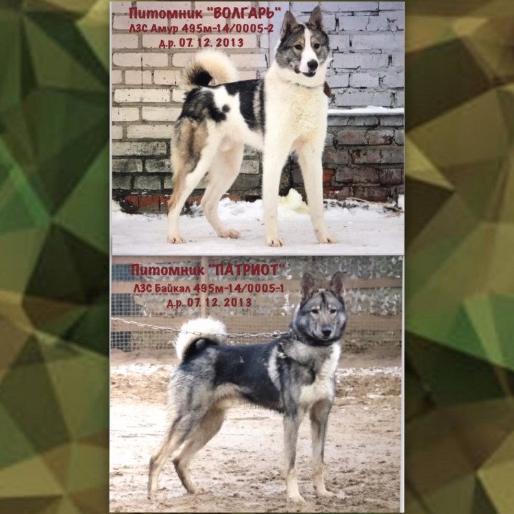 Питомник ЗСЛ Патриот