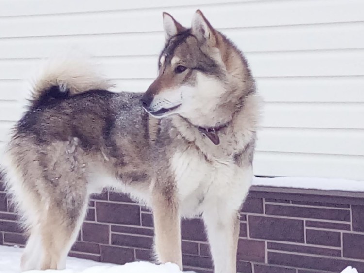 Лайка Западно-Сибирская Кай п.ч