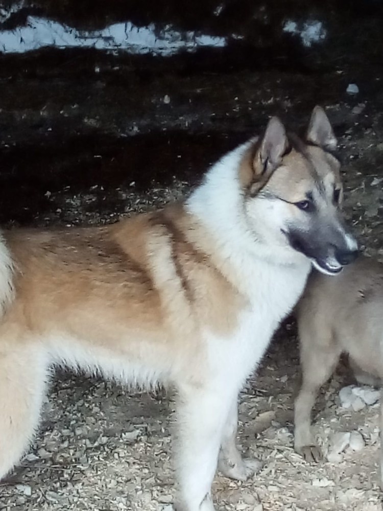 Западносибирская лайка кутята