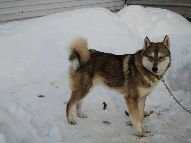Западно-Сибирская лайка щенки 7мес