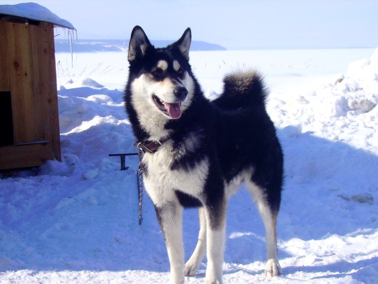 Восточно Сибирская лайка