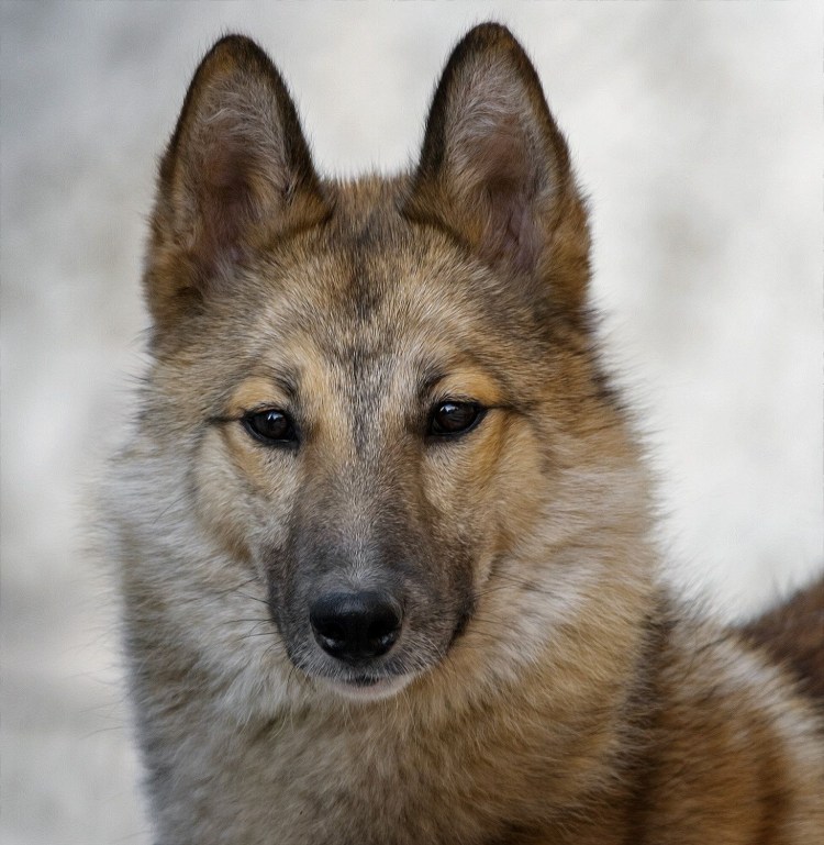 ЗСЛ лайка морда