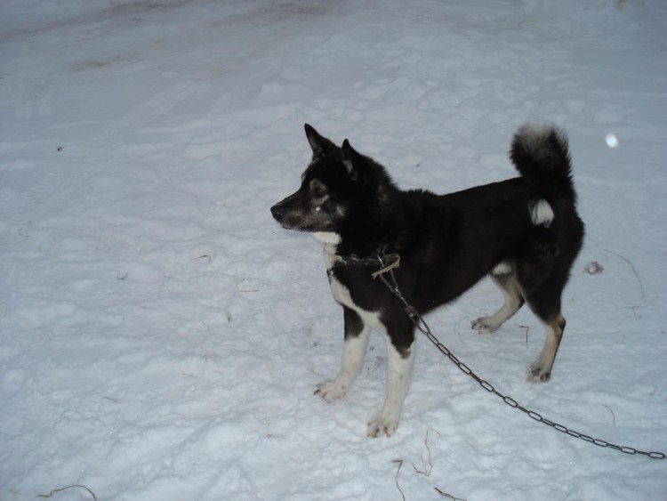 Восточно Сибирская лайка Демянск Новгородская область