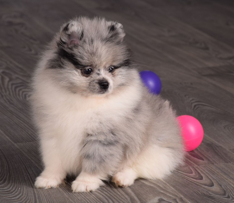 Немецкий шпиц мраморный