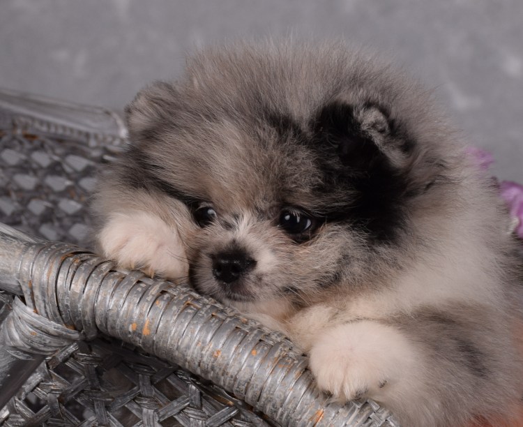 Померанский шпиц мраморный