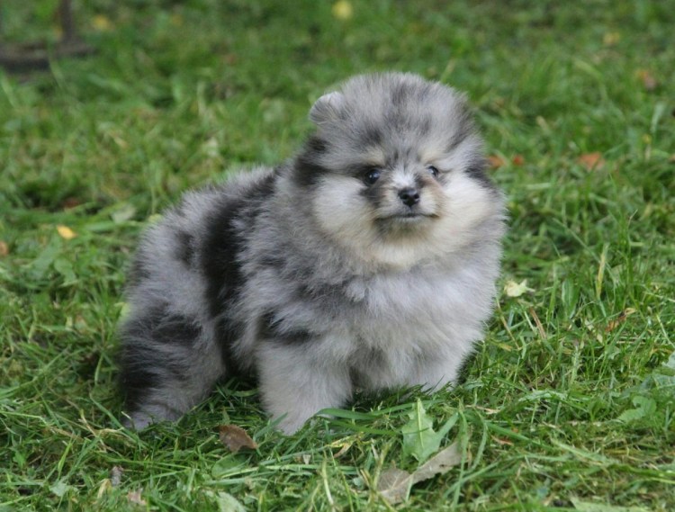 Шпиц померанский окрас Мерль