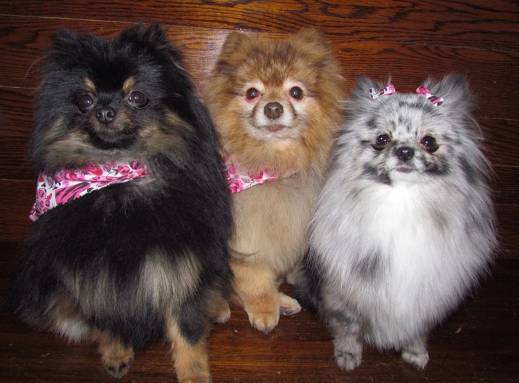 Шпиц померанский мрамор