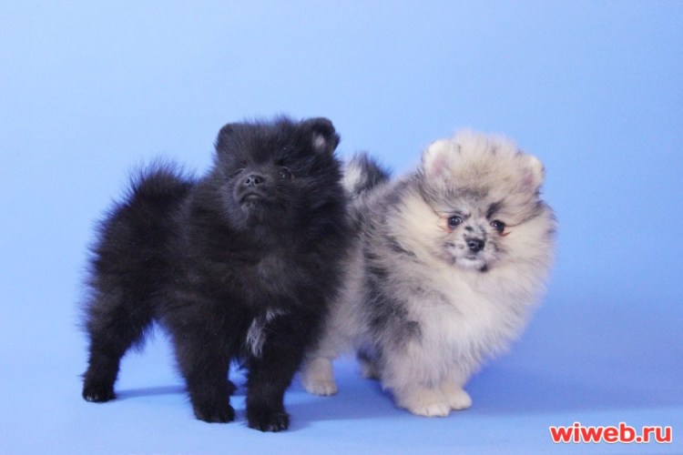 Шпиц Блю Мерле