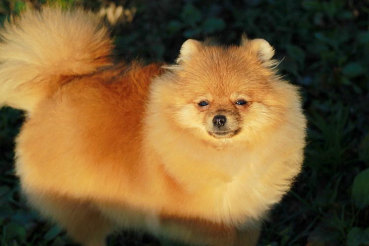 Немецкий шпиц Мерле