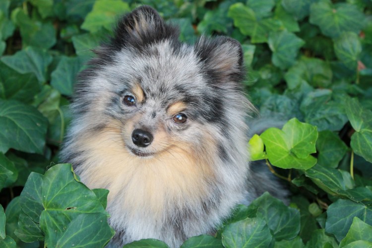 Мерль-подпалый шпиц