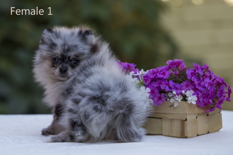 Немецкий шпиц мраморный окрас