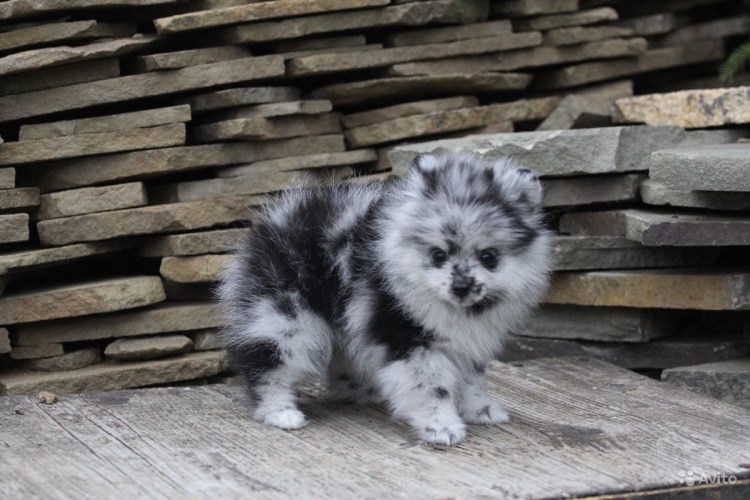 Окрас Мерль у шпицев