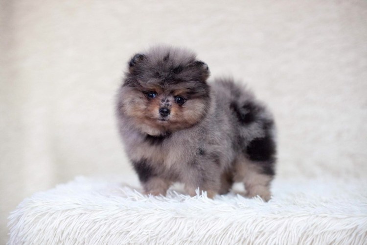 Голубой мраморный померанский шпиц